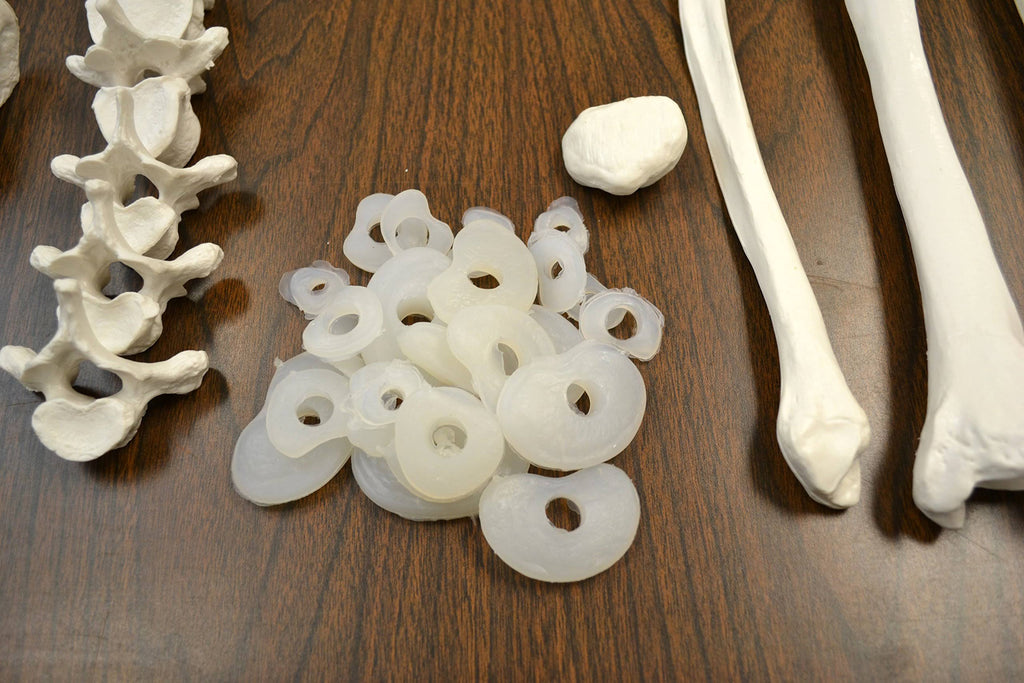 Disarticulated Human Skeleton, Full, Medical Quality, Life Sized R321