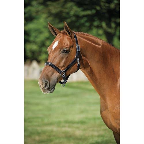 Dover Saddlery Classic Plain Raised Padded Halter, Black/Nickel R7785
