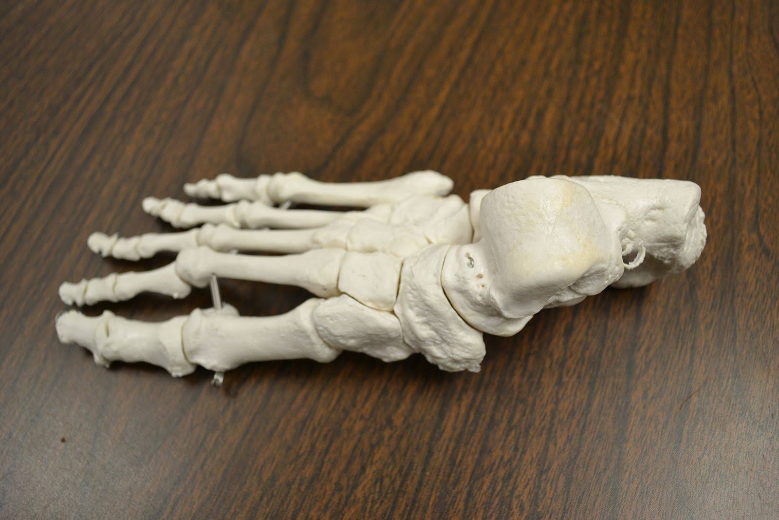 Disarticulated Human Skeleton, Full, Medical Quality, Life Sized R321