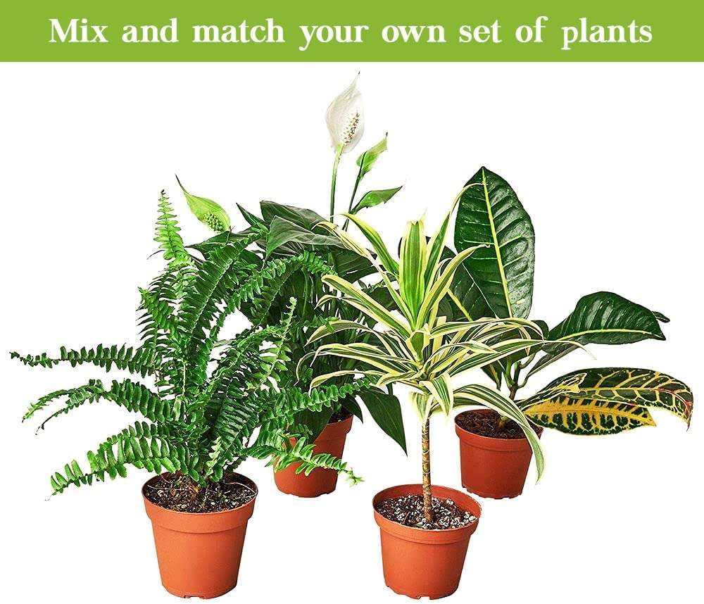 Croton Mammy Live Plant in 4" & 6" Pot for Indoor Decor Q40416