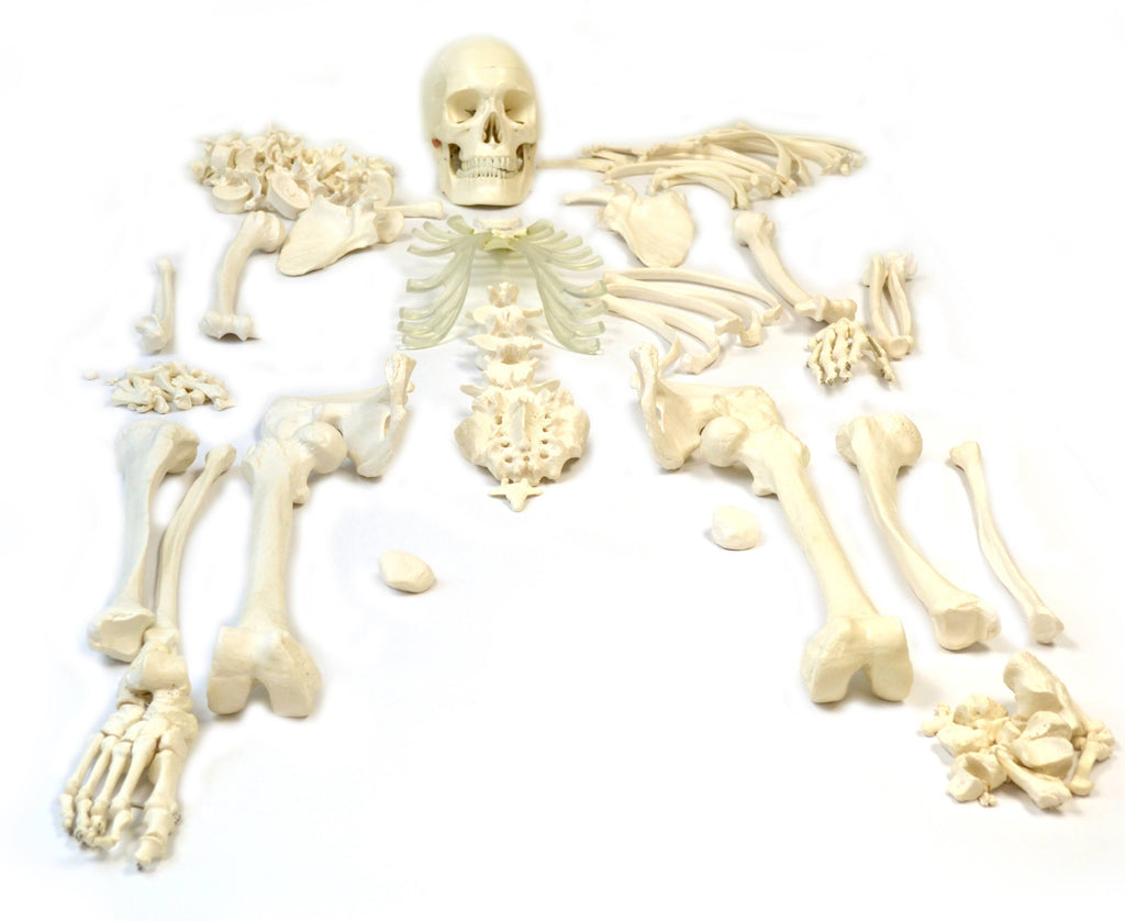Disarticulated Human Skeleton, Full, Medical Quality, Life Sized (62x22 Model Height) - 23 Intevertebral Discs, 3 Part Skull wit