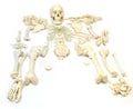 Disarticulated Human Skeleton, Full, Medical Quality, Life Sized (62x22 Model Height) - 23 Intevertebral Discs, 3 Part Skull wit