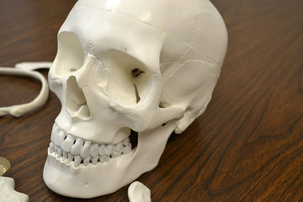 Disarticulated Human Skeleton, Full, Medical Quality, Life Sized R321