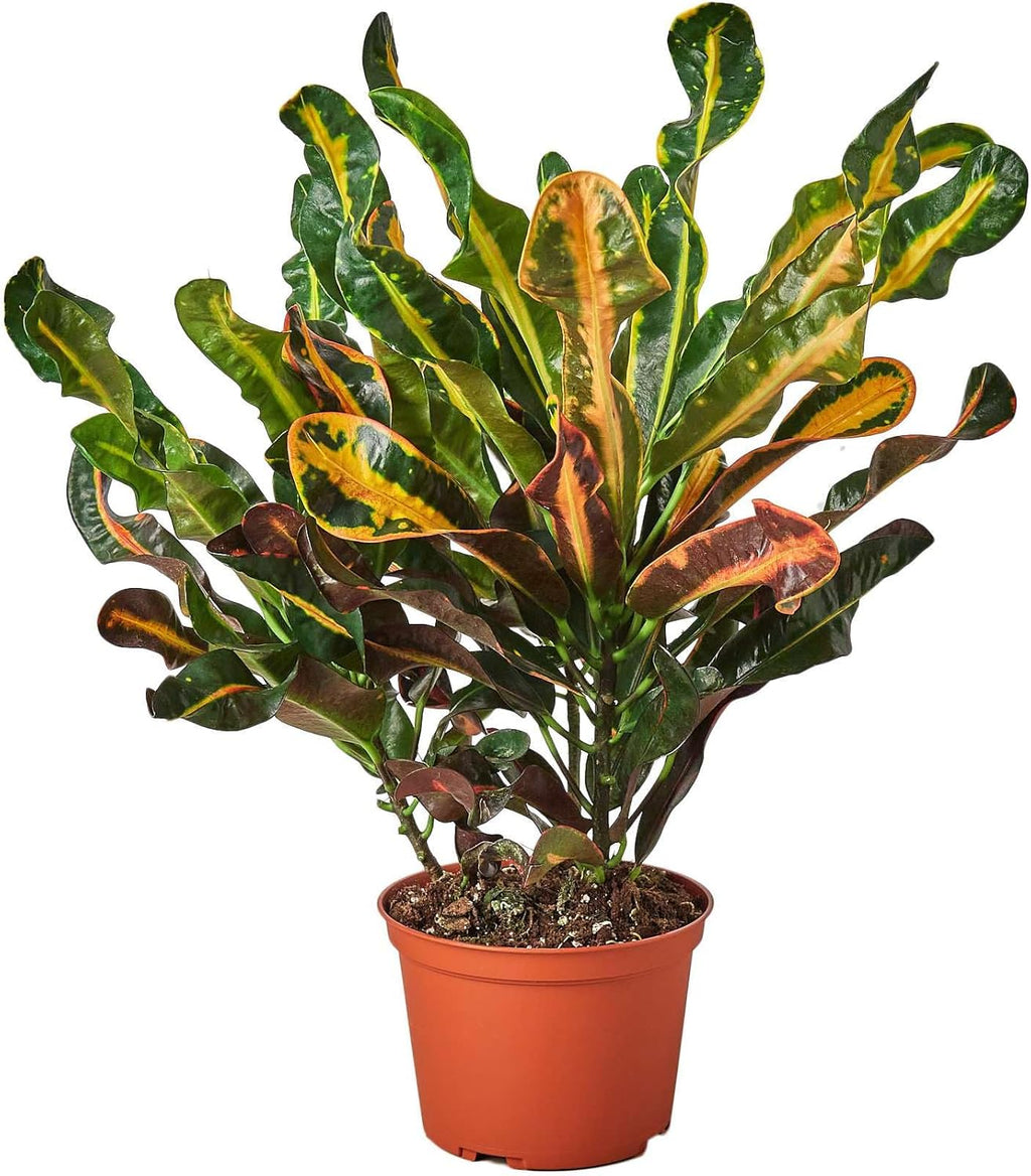 Croton Mammy Live Plant for Indoor | Different Houseplants in 4'' & 6'' Pot | Real House Plant Decor for Living Room, Office, Desk & Bathroom | Codiaeum | Mammy