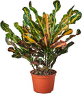 Croton Mammy Live Plant for Indoor | Different Houseplants in 4'' & 6'' Pot | Real House Plant Decor for Living Room, Office, Desk & Bathroom | Codiaeum | Mammy