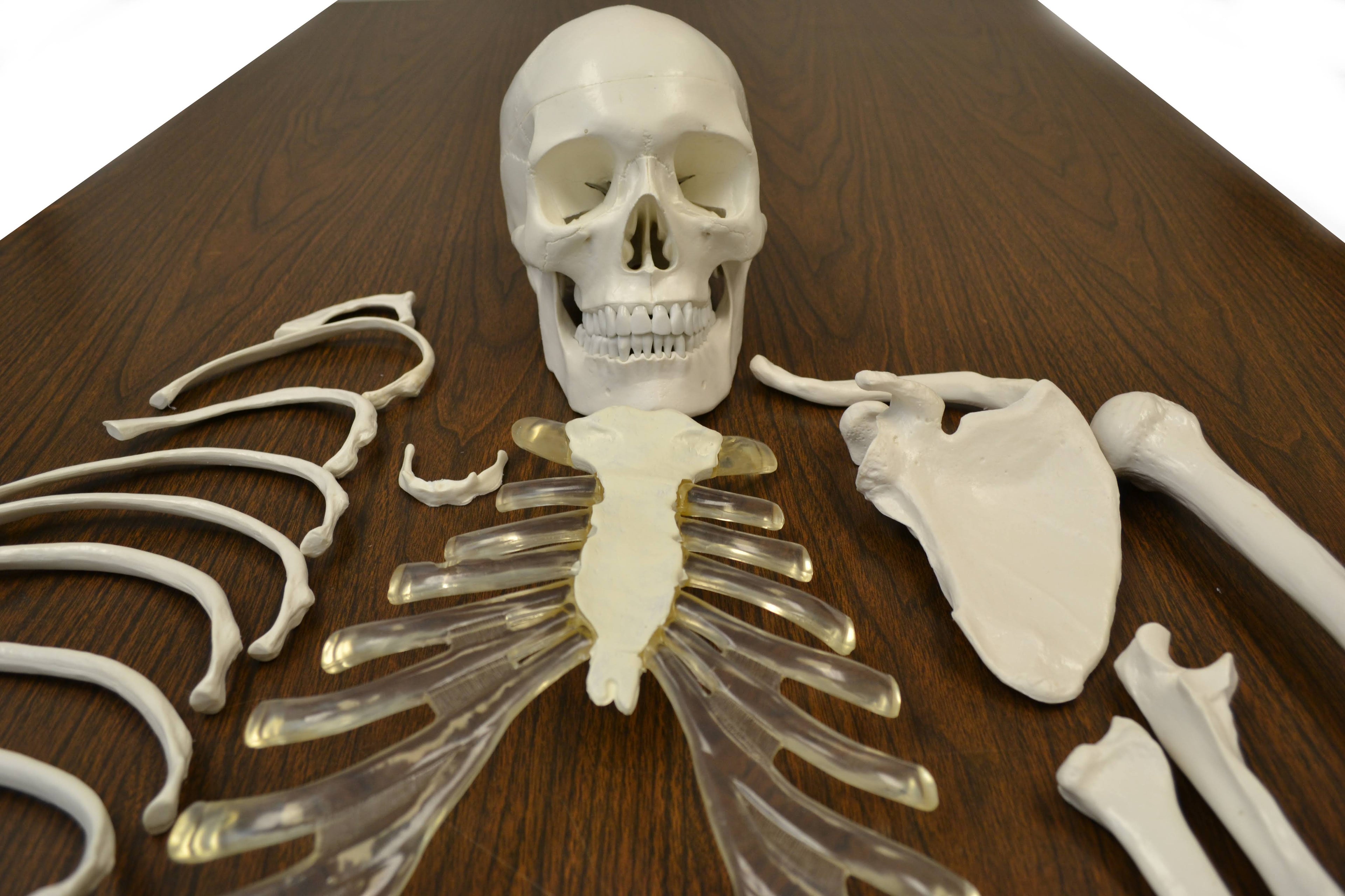 Disarticulated Human Skeleton, Full, Medical Quality, Life Sized R321