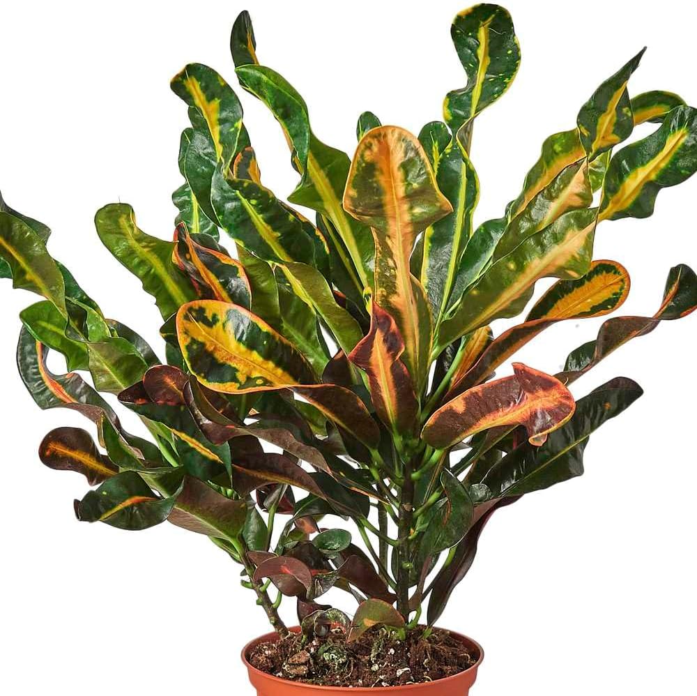Croton Mammy Live Plant in 4" & 6" Pot for Indoor Decor Q40416