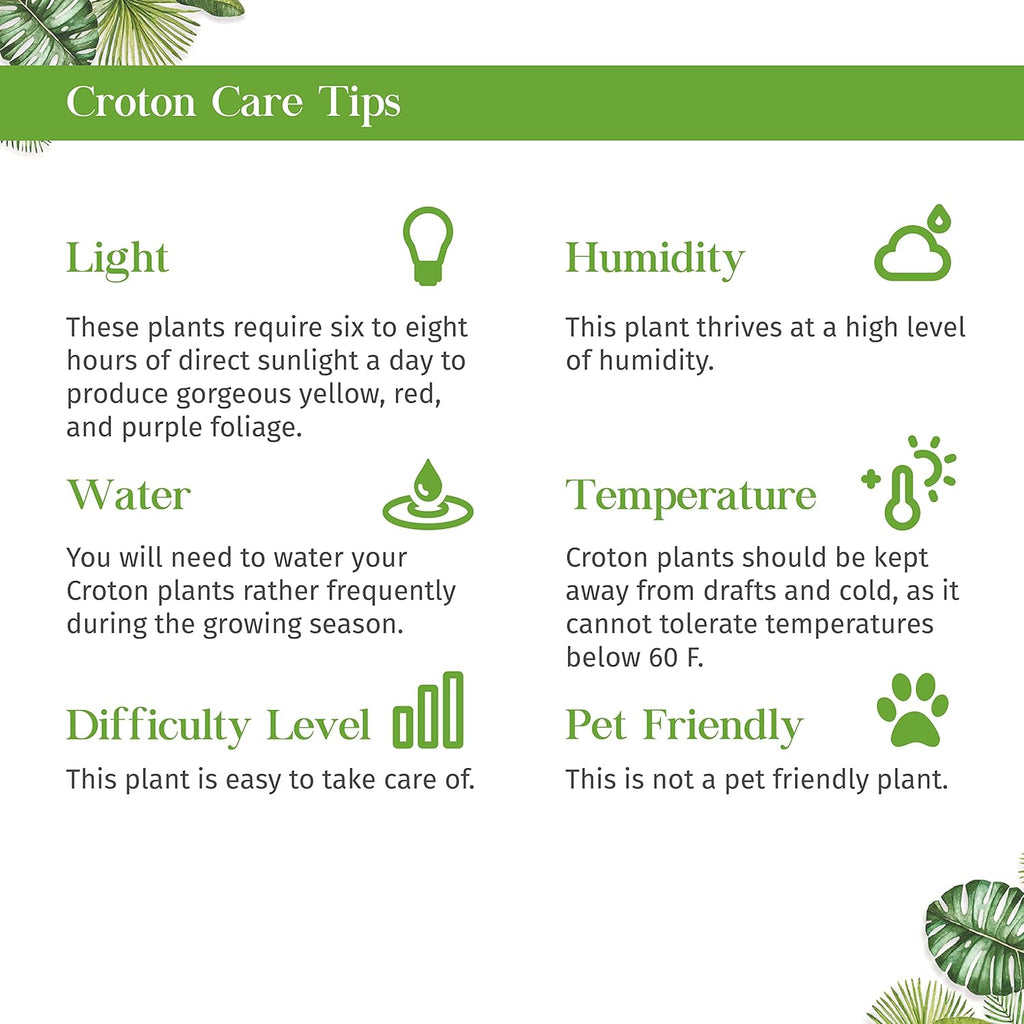 Croton Mammy Live Plant in 4" & 6" Pot for Indoor Decor Q40416