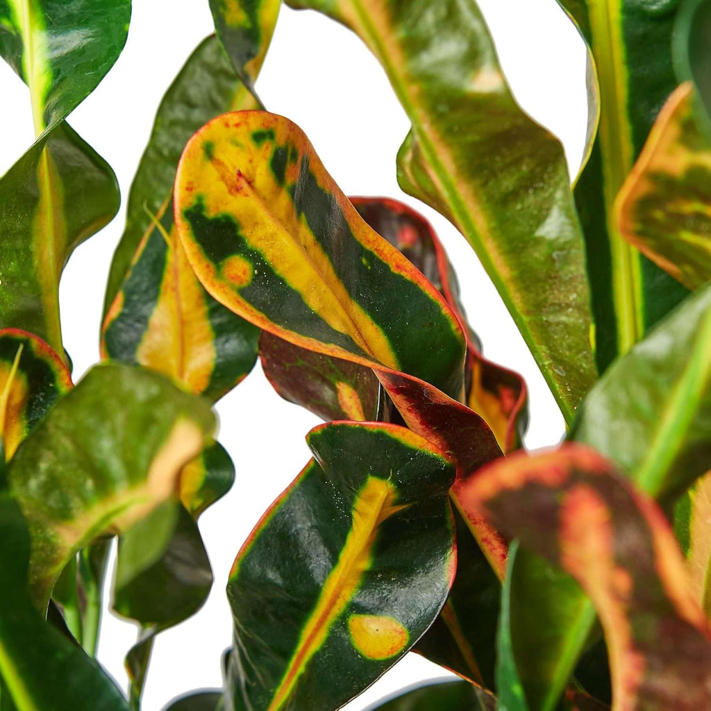 Croton Mammy Live Plant in 4" & 6" Pot for Indoor Decor Q40416