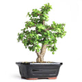 Cork Bark Jade Bonsai Portulacaria Afra &Frank&