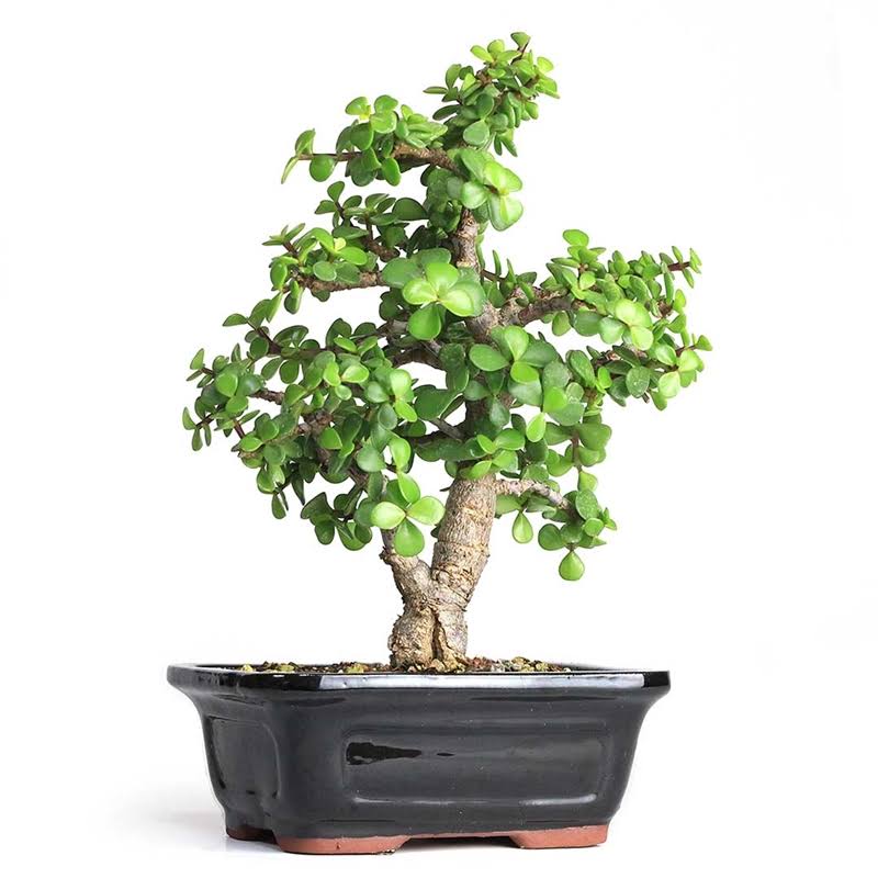 Cork Bark Jade Bonsai Portulacaria Afra &Frank&
