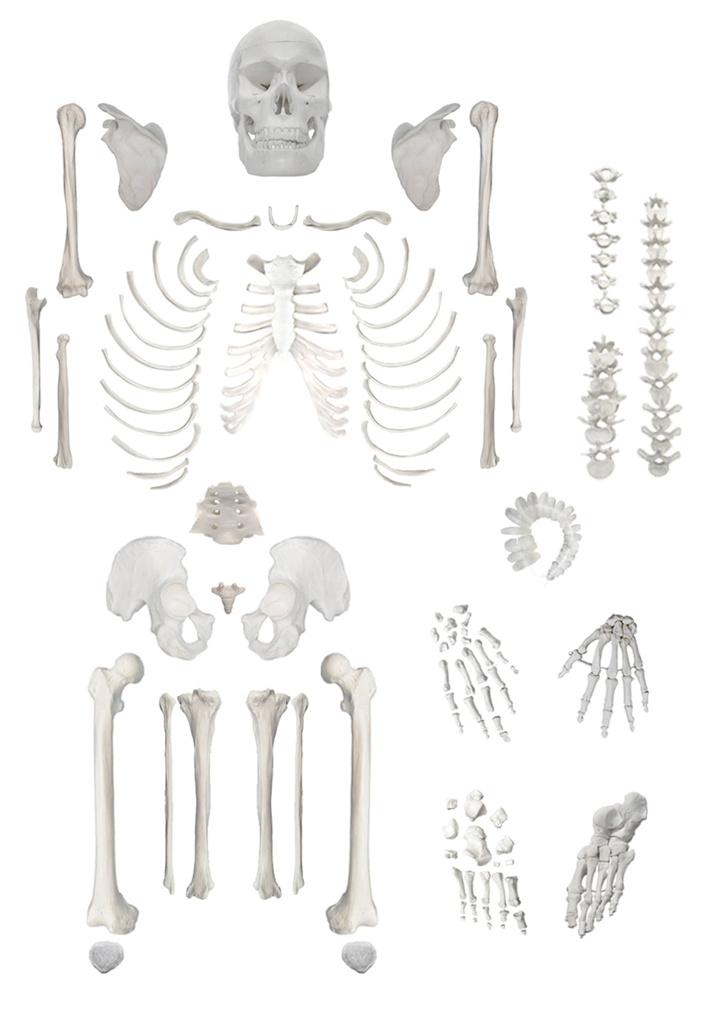 Disarticulated Human Skeleton, Full, Medical Quality, Life Sized R321