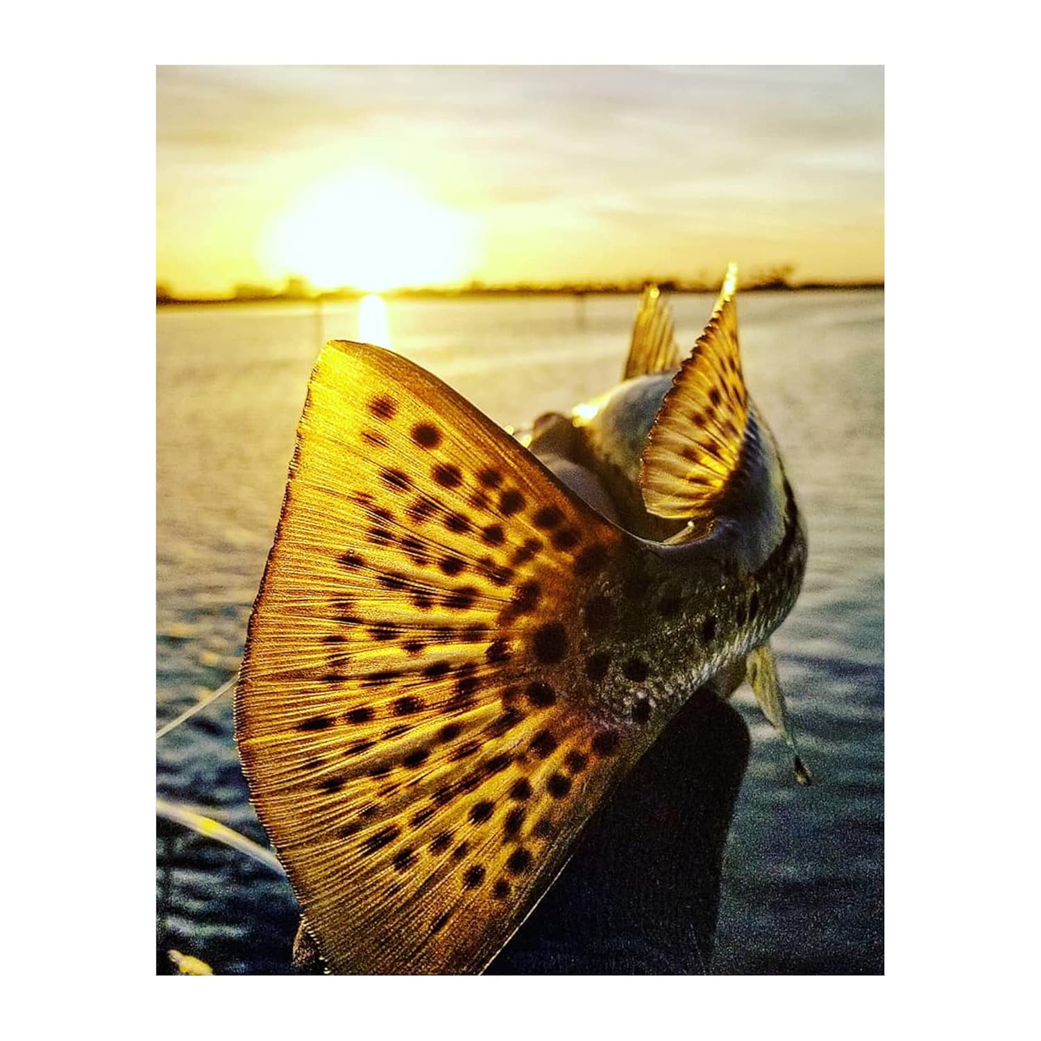 Speckled Sea Trout 18" - Sunset Print - Perfect Ocean Wall Art for Fishing Enthusiasts - Unframed Fish Image for Lake House, Home, Cabin, Office Decor - Ideal Fisherman's Gift 8 x 10.