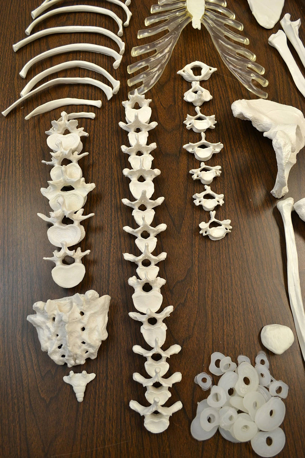 Disarticulated Human Skeleton, Full, Medical Quality, Life Sized R321
