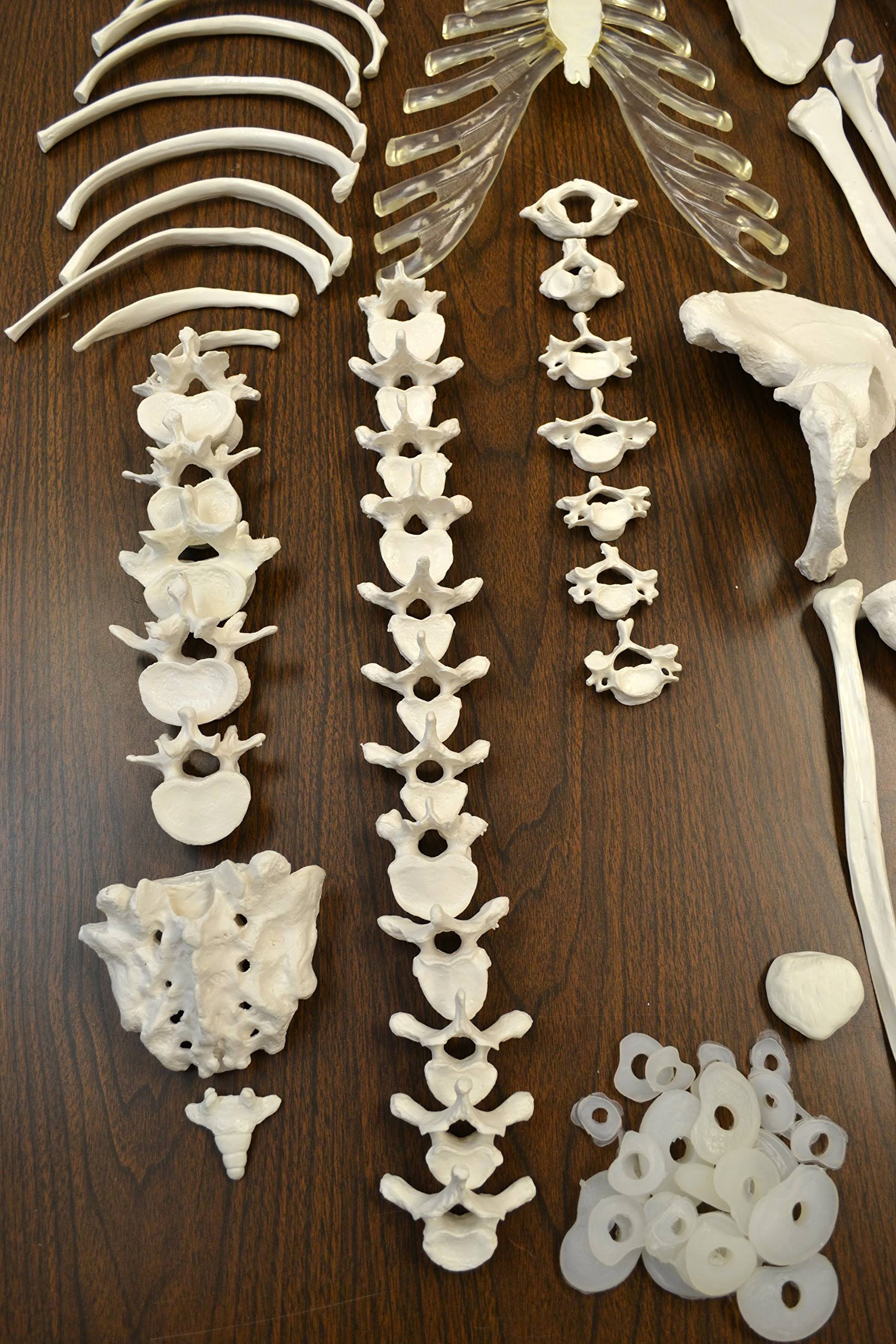 Disarticulated Human Skeleton, Full, Medical Quality, Life Sized R321