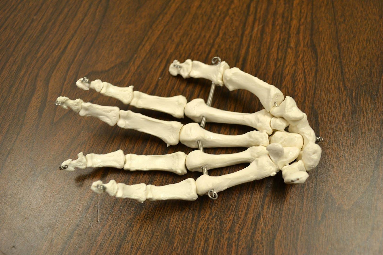 Disarticulated Human Skeleton, Full, Medical Quality, Life Sized R321