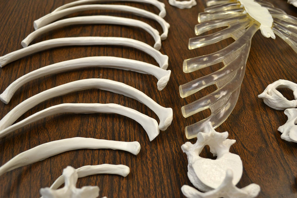 Disarticulated Human Skeleton, Full, Medical Quality, Life Sized R321