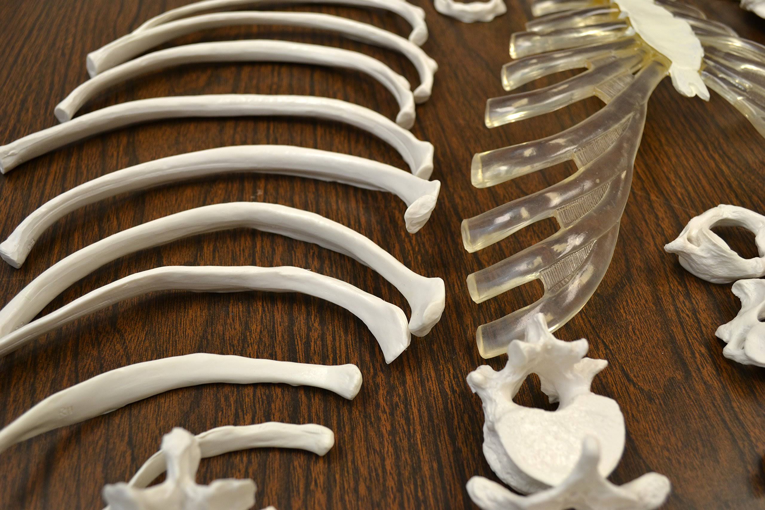 Disarticulated Human Skeleton, Full, Medical Quality, Life Sized R321