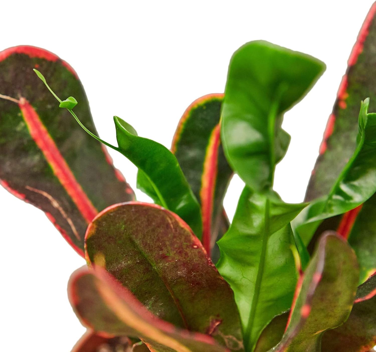 Croton Mammy Live Plant in 4" & 6" Pot for Indoor Decor Q40416